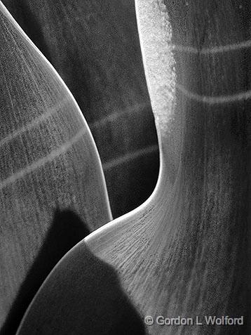 Tulip Leaves_DSCF04147bw.jpg - Photographed at Smiths Falls, Ontario, Canada.